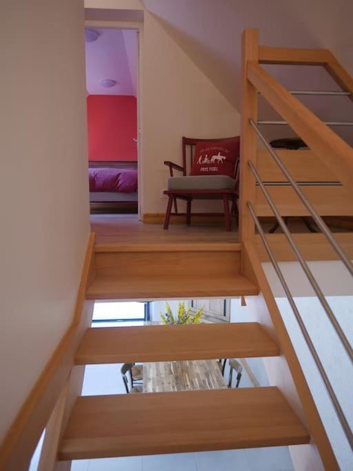 Dans Un Elevage D'alpagas * Mellionnec